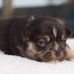 Lady bug - Tricolors female French Bulldog puppy in Warsaw, New York from Hillview Kennels