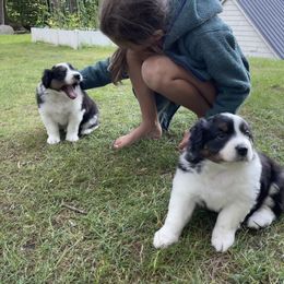 Australian Shepherd Puppies from Wild Atlantic  Aussies