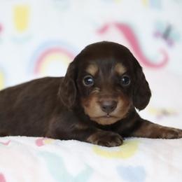 Pringle - Chocolate and tan male Dachshund puppy in Cottage Grove, Oregon from Hidden Hills Dalmatians