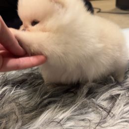 Pomeranian Puppies from A Sample Of Gods Love Kennels