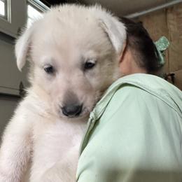 Xena - White female German Shepherd puppy in Perkasie, Pennsylvania from Twila Ruth Herot