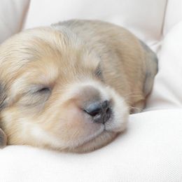 Dachshund Puppies from Dreamheart Dachshunds