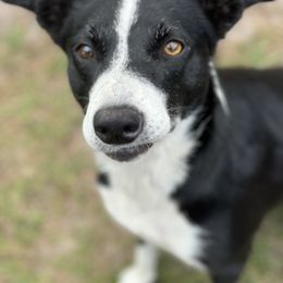 Callie - Border Collie