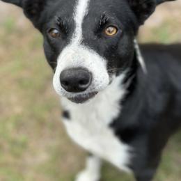Callie - Border Collie