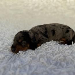 Briar - Dapple male Dachshund puppy in Colbert, Oklahoma from Brooke Crenshaw