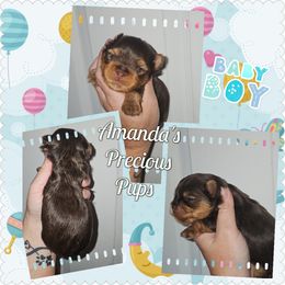 Boy1 - Chocolate and tan male Yorkshire Terrier puppy in Wartburg, Tennessee from Amanda's Precious Pups
