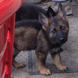 German Shepherd Puppies from Cross Keys K9 Working Line German Shepherds