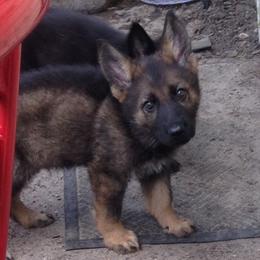 German Shepherd Puppies from Cross Keys K9 Working Line German Shepherds