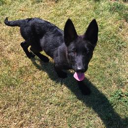 German Shepherd Puppies from Lost Creek German Shepherds LLC