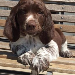 English Springer Spaniel Puppies from Rocky Mountain Springer Spaniels