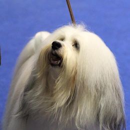 Biewer Terrier and Havanese All Grown Up from Lordocs