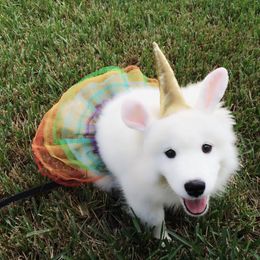 Samoyed Puppies from Seaside Samoyeds