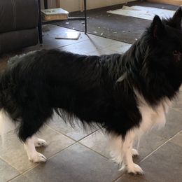 Lily - TBD