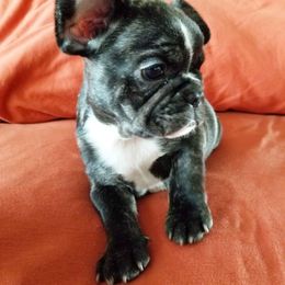 French Bulldog Puppies from Toley's French Bulldogs