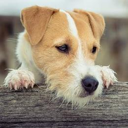 Leica - Jack Russell Terrier