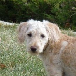 Willie - Labradoodle