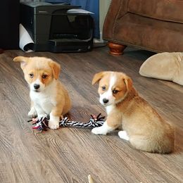 Pembroke Welsh Corgi Puppies from Johnson's Pembroke Welsh Corgi's
