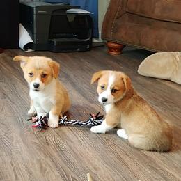 Pembroke Welsh Corgi Puppies from Johnson's Pembroke Welsh Corgi's