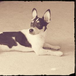 Dawn - Teddy Roosevelt Terrier