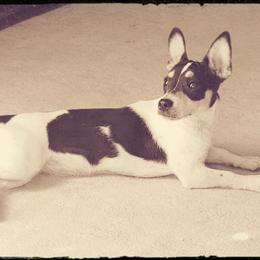 Dawn - Teddy Roosevelt Terrier