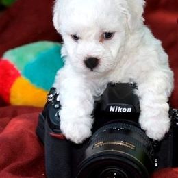  Puppies from Patchwork