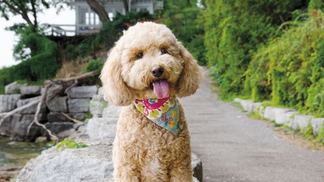 Cockapoo