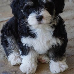 Havanese Puppies from Bedlem Havanese