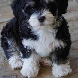 Havanese Puppies from Bedlem Havanese
