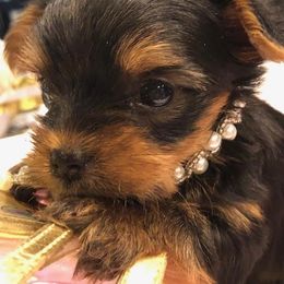 Yorkshire Terrier Puppies from Enchanted by Yorkies