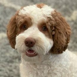 Australian Labradoodle adult dog