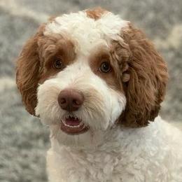 Australian Labradoodle adult dog