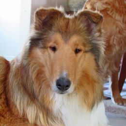 CH Clearvu's Hidden Treasure - Collie