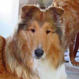 CH Clearvu's Hidden Treasure - Collie
