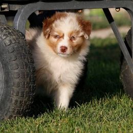 Out West Aussies breeder of Australian Shepherd