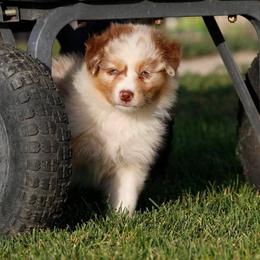 Out West Aussies breeder of Australian Shepherd