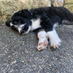 Bordoodle Puppies from Buffalo Ridge Bordoodles