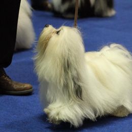 Biewer Terrier and Havanese All Grown Up from Lordocs