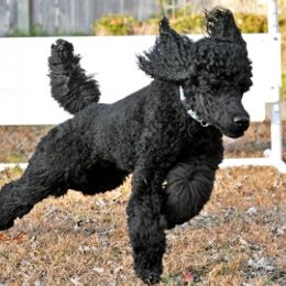 Poodle All Grown Up from Starfleet Poodles