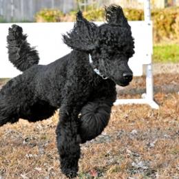Poodle All Grown Up from Starfleet Poodles