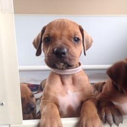 Rhodesian Ridgeback Puppies from Whirlaway Rhodesian Ridgebacks