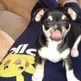 Chihuahua Puppies from Blue Diamond Chihuahua’s