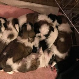 Palaquin breeder of Shih Tzu