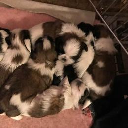 Palaquin breeder of Shih Tzu