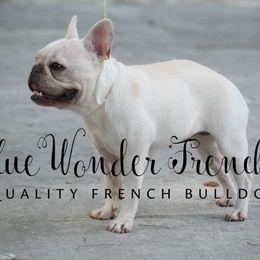 French Bulldog adult dog