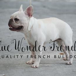 French Bulldog adult dog