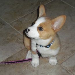 Pembroke Welsh Corgi Puppies from Nistler's Farm Corgis