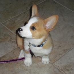 Pembroke Welsh Corgi Puppies from Nistler's Farm Corgis