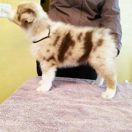 Australian Shepherd Puppies from Rockhill Australian Shepherds