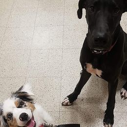 Great Dane Puppies from Dynamic Danes