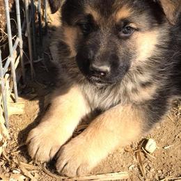 German Shepherd Puppies from Lost Creek German Shepherds LLC